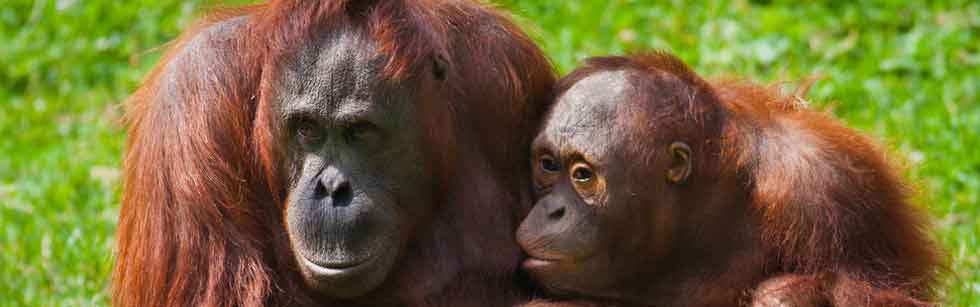 Dublin Zoo